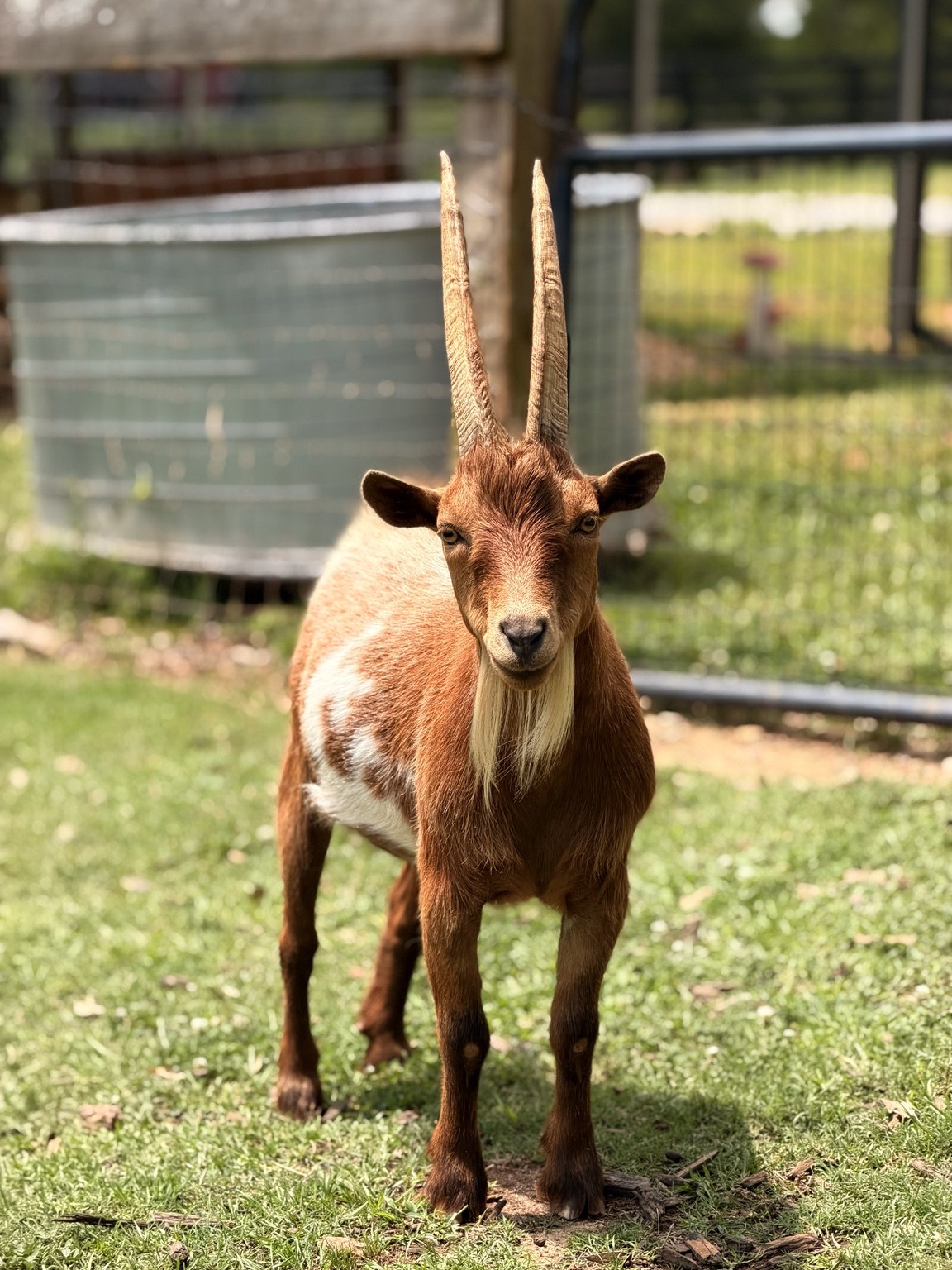 A goat standing in the farm pasture