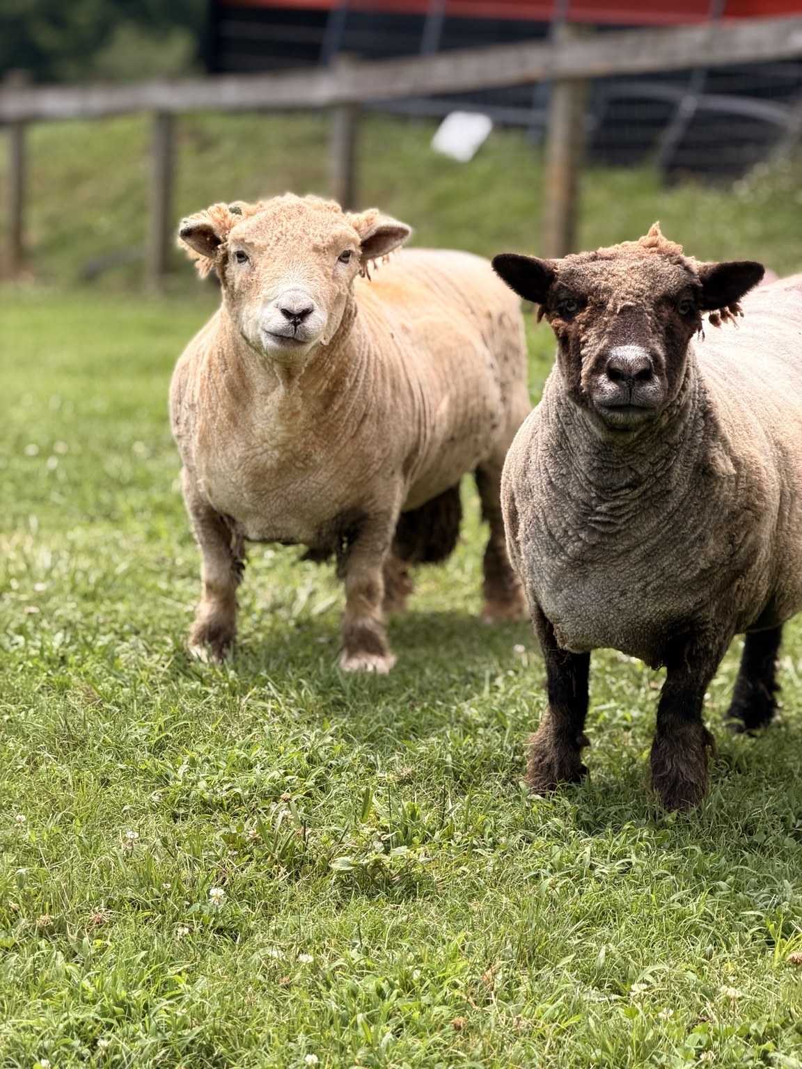 Two sheep in a green pasture