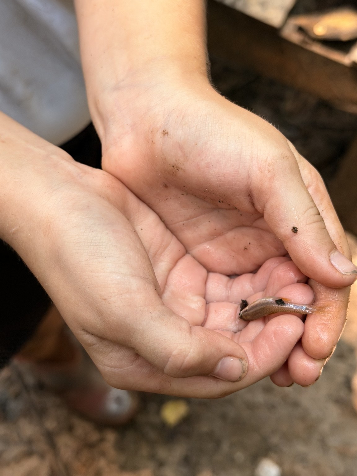 A tiny animal in gently cupped hands