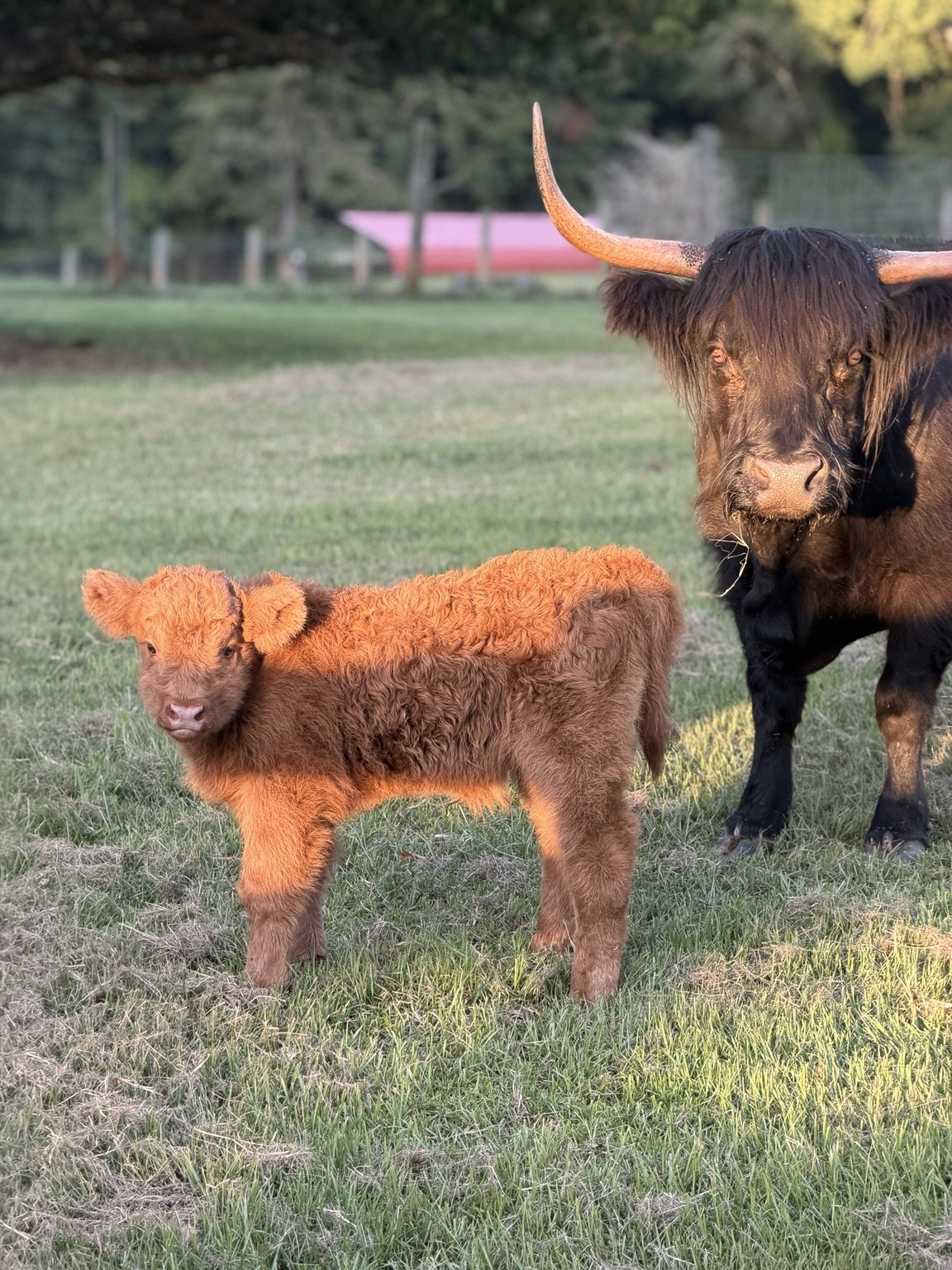 A Highland calf standing beside an adult cow