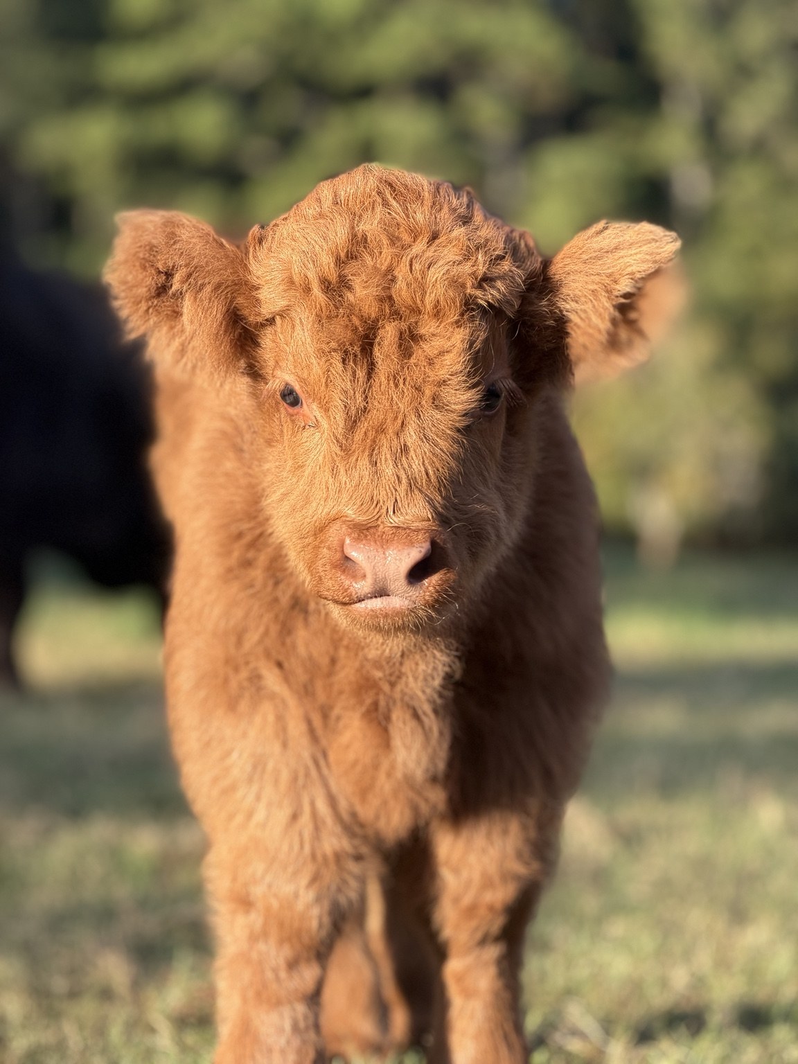 A fluffy ginger Highland calf looking toward the camera